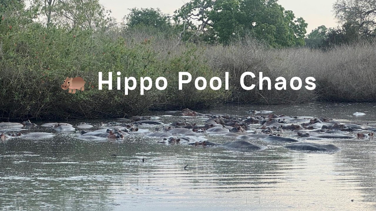 🦛 Hippo Pool Chaos: Noisy Frenzy