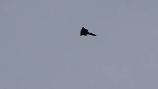 RC SR-71 Rocket glider flying on F-24 Motor