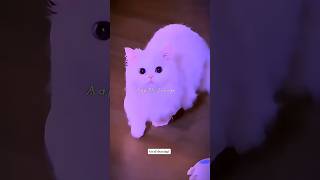 Dil Mera Senti Hai🐧❤Kithe Reh Gaya👀||Aesthetic Status#shorts#singing#lyricskithe#trending#video