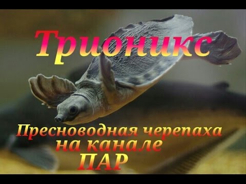 Трионикс. Черепаха.