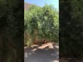 شجرة الوايتكس مصدات وأسيجة 