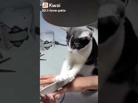 القط بيعمل باديكير ههههههههههههه