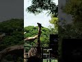 Giraff #mysore #food #zoo