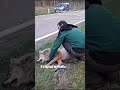 Limbourg : Une louve m*rtellement fauchée- RTBF Info