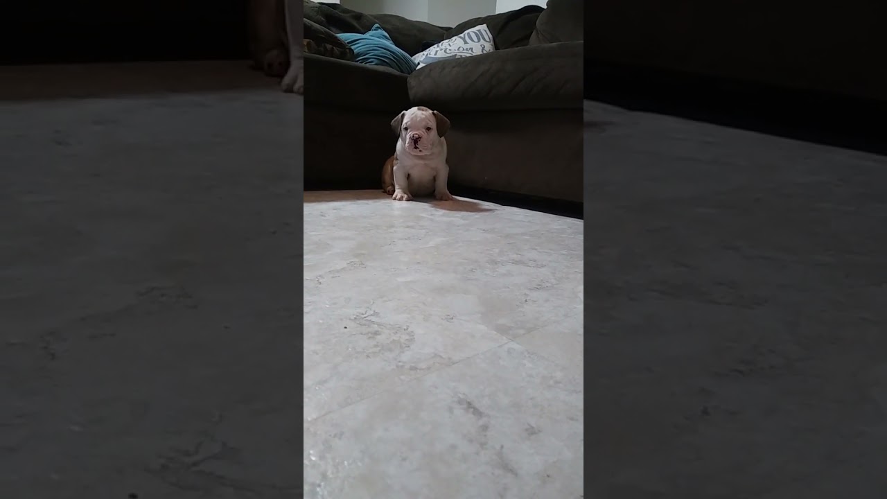 Female micro bully for sale!