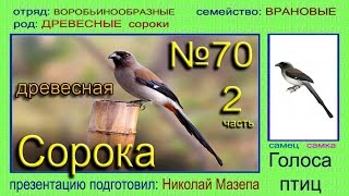 Сорока древесная. Голоса птиц Сорока древесная. Голоса птиц
