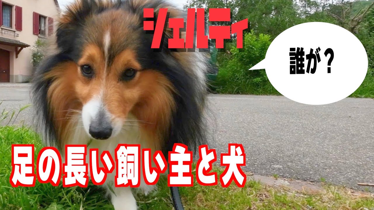 シェルティ】足の長い飼い主と犬【フランス田舎暮らし🇫🇷】 - YouTube