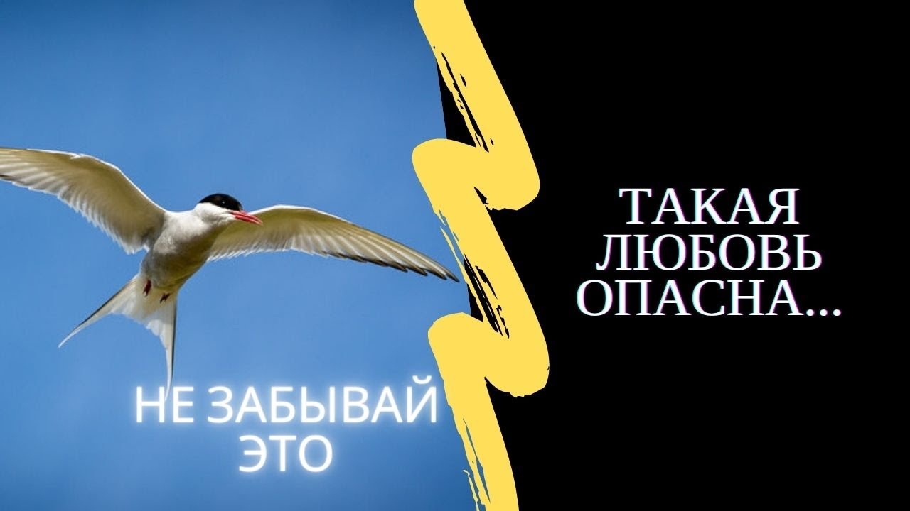 Он Любил Птиц Но Их СТАНОВИЛОСЬ МЕНЬШЕ | Притча Про Императора - YouTube