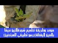 موعد وطريقة تطعيم شجرةالتين صيفا بالعين اليقظة درس تطبيقي للمبتدئين Fig Tree Feeding 