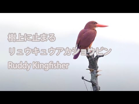 【樹上に止まる】リュウキュウアカショウビン Ruddy Kingfisher