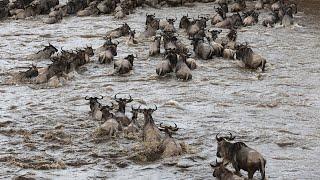 Ep 2: 'Great Wildebeest Migration' highlights from live broadcast