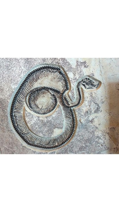 is-this-fossil-from-india-the-longest-snake-in-history-evolution