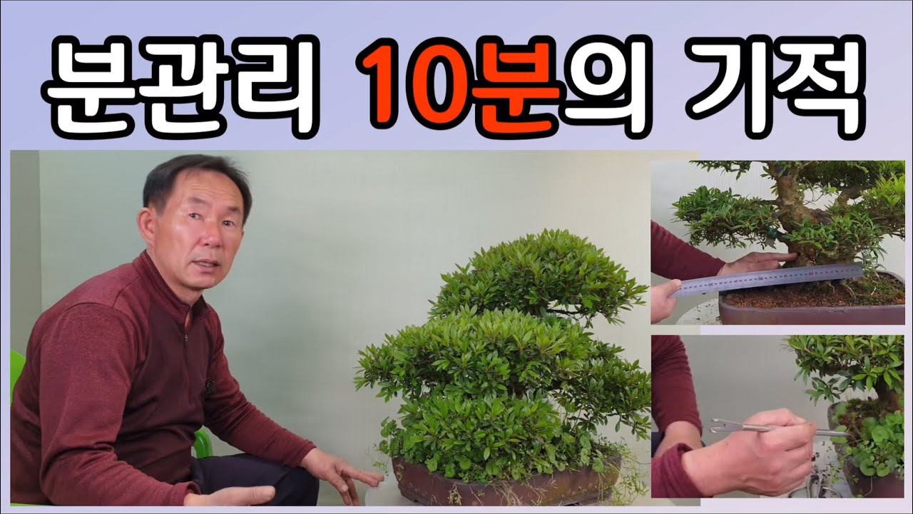 분재관리 198강  분관리 10분의 기적