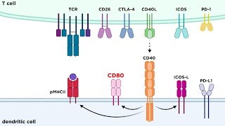 Types of Immune Cell Receptors