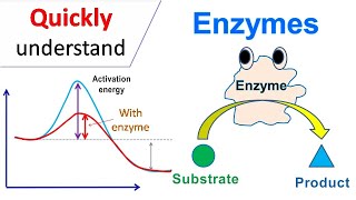 Enzymes