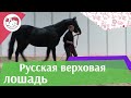 Описание лошадей породы Русская верховая
