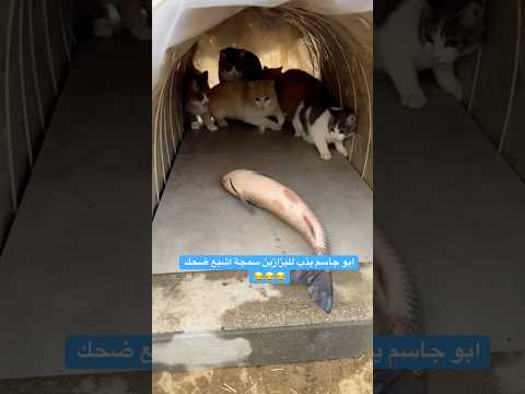 ابو جاسم يذب للبزازين سمجة اشبع ضحك