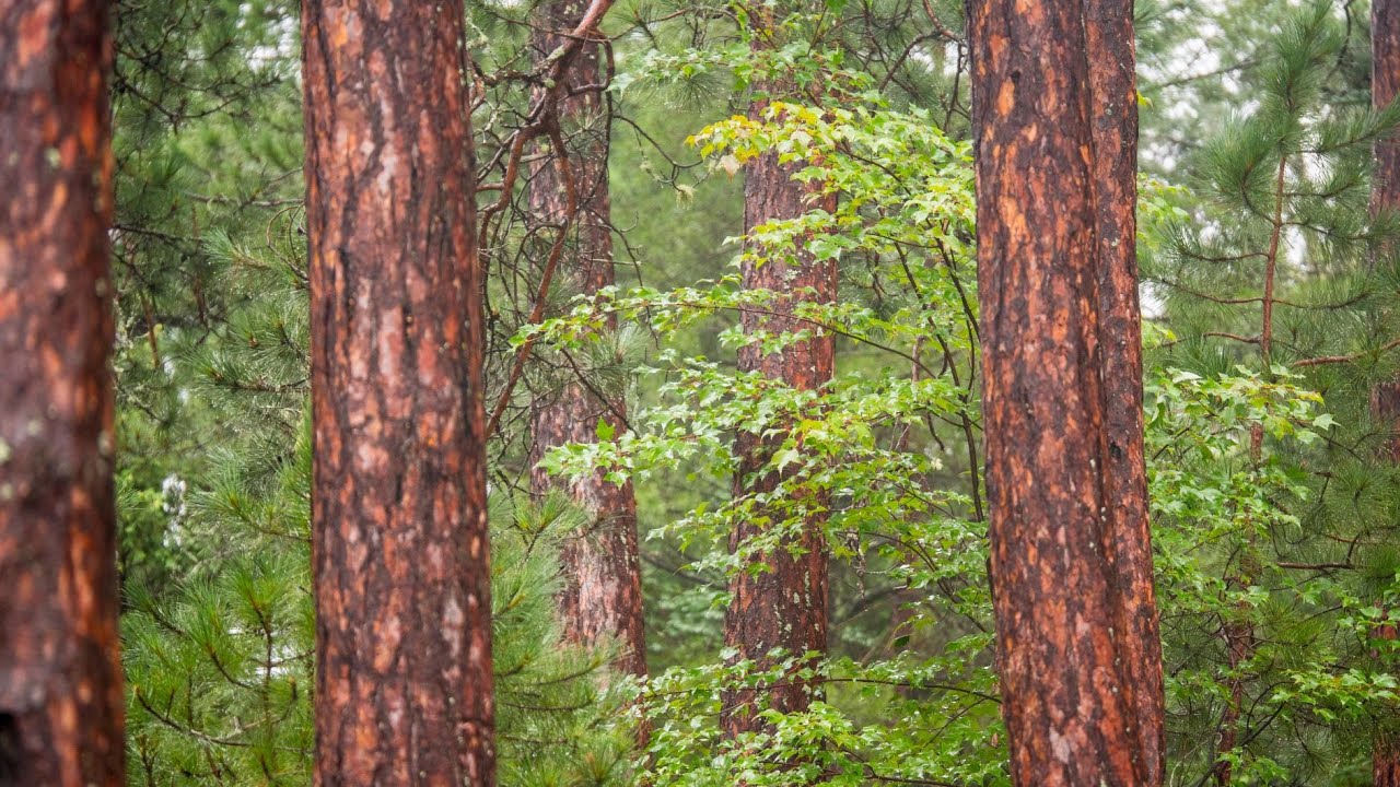 Wolf Lake - Our History