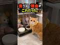 この猫がごはんを食べない本当の理由に涙…