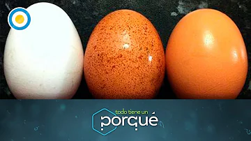 ¿Por qué los huevos comprados son blancos?