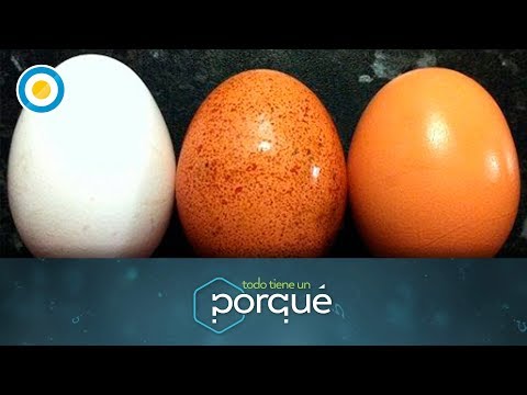 Video: Cómo Colorear Huevos Blancos En Diferentes Colores