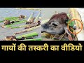 भारत - बांग्लादेश सीमा पर ऐसे होती है गायों की तस्करी | Cow Smuggling Video | Gazab India | Pankaj