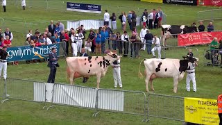 Pencampwriaeth Gwartheg Holstein Championship
