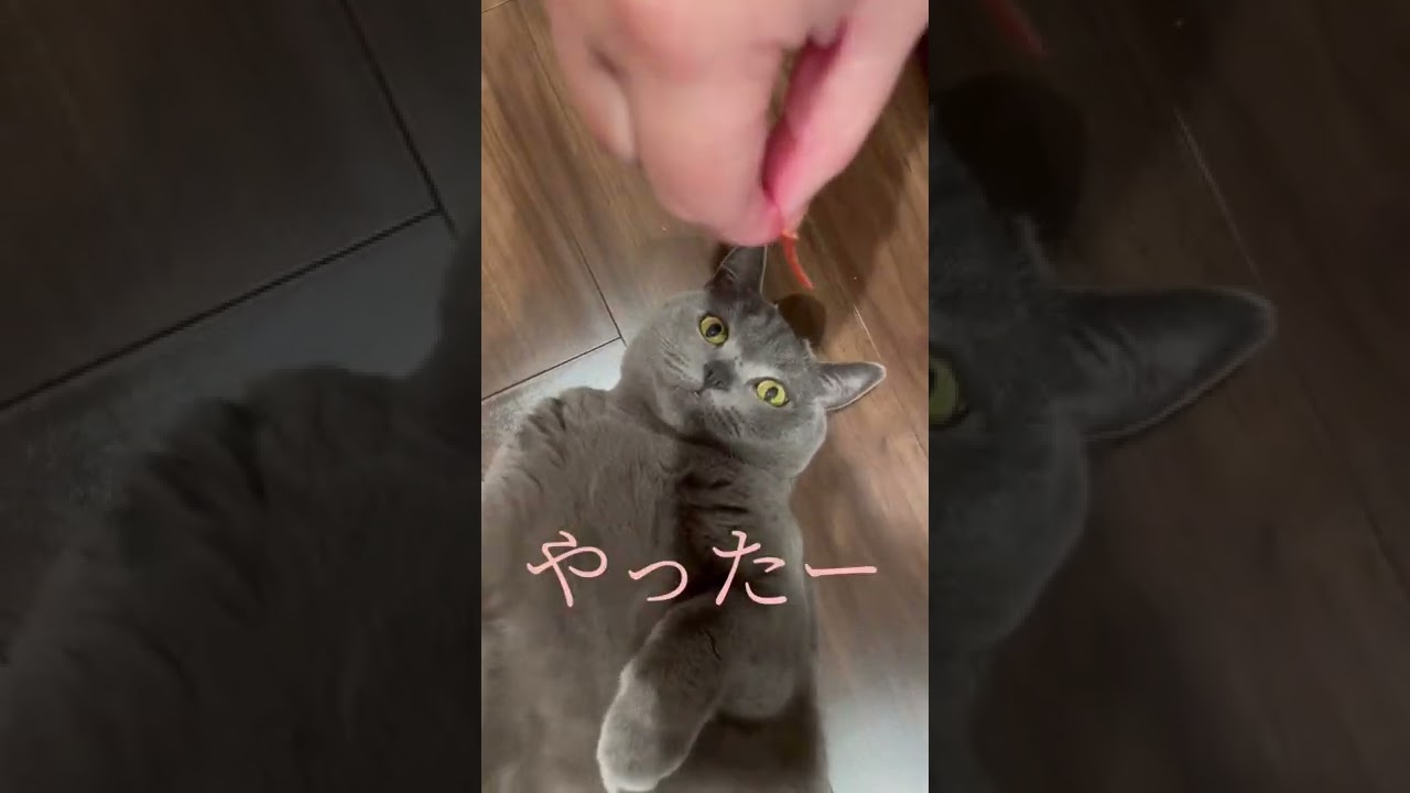 必死に食べる姿がかわいすぎる猫www Shorts 猫 かわいい 動物 犬 猫 他色々 まとめ動画