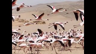 Why do birds migrate Secrets of their epic journeys.