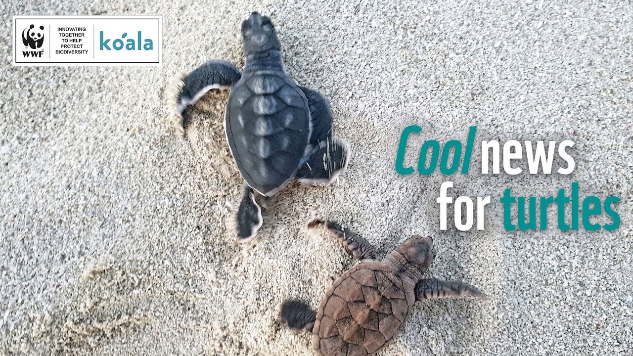 😎 Cool News For Turtles! 🐢 | WWF-Australia