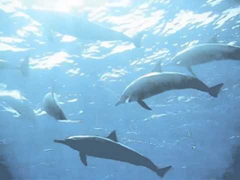Video: Usædvanlige Fund, Der Muligvis Gemmer Sig I Havets Dybder - Alternativ Visning
