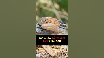 TOP 10 Loài Rắn Không Độc Ở Việt Nam #animals #top10