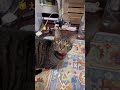 もうやめちゃうの?撫でられ待ちが可愛すぎる猫のおてんちゃん【猫のちゅうたの妹分のおてんちゃん】#cat #猫 #保護猫 #shorts