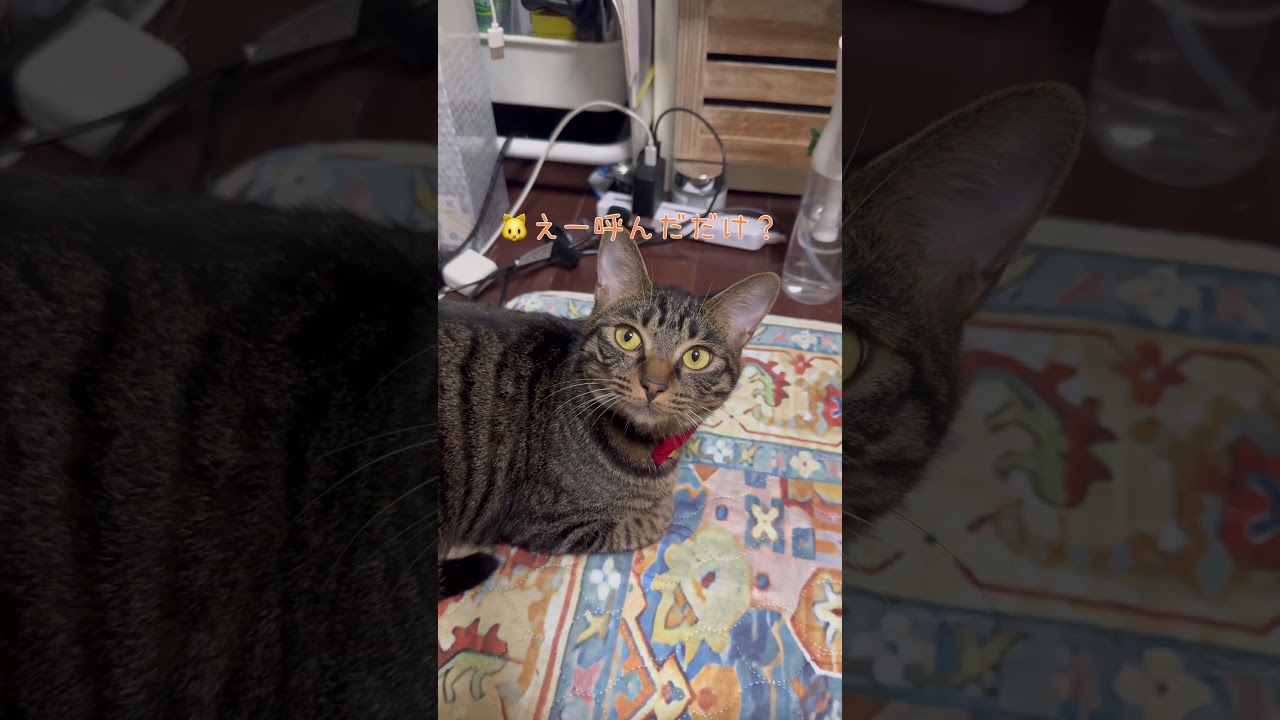 もうやめちゃうの?撫でられ待ちが可愛すぎる猫のおてんちゃん【猫のちゅうたの妹分のおてんちゃん】#cat #猫 #保護猫 #shorts
