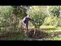 Transplanter un arbre fruitier