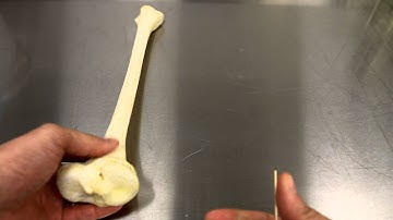 SKELETAL SYSTEM ANATOMY: Bones of the lower leg- Tibia