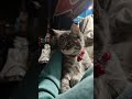Do you love cats? #shorts #viral #trending #youtubeshorts