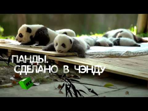 Video: Mano Išbandymas Su Kinijos Panda - „Matador Network“