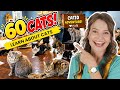 Learn About Cats for Kids 🐱 - Pet Care & Gentle Hands for Toddlers | Toddler Learning Video