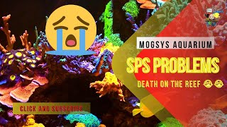 SPS Coral deaths, goniopora survived and new aquascape changes