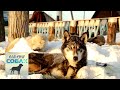 Камчатская ездовая собака. Планета собак 🌏 Моя Планета