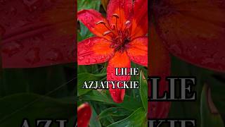 Lilie azjatyckie już kwitną. Donice podlewaj nawet gdy pada #featheredfriends #ajuga #lilie #żurawka