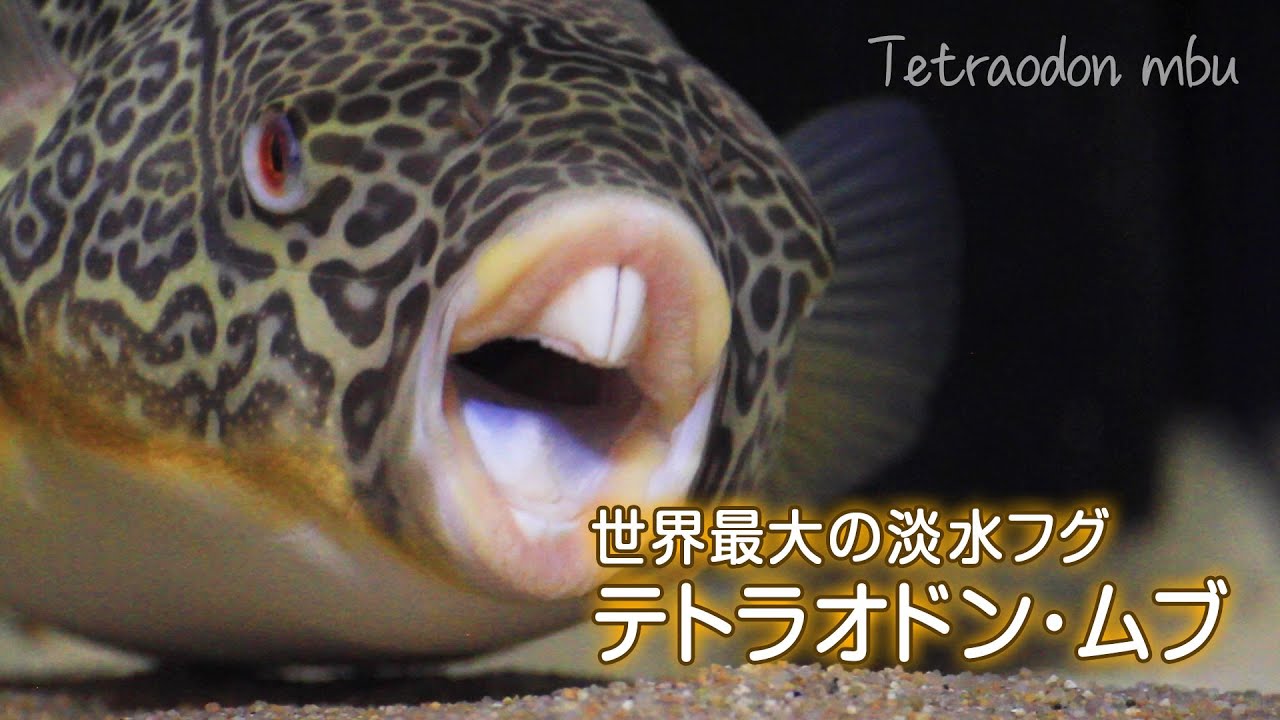 世界最大の淡水フグ テトラオドン ムブ Tetraodon Mbu Puffer Youtube