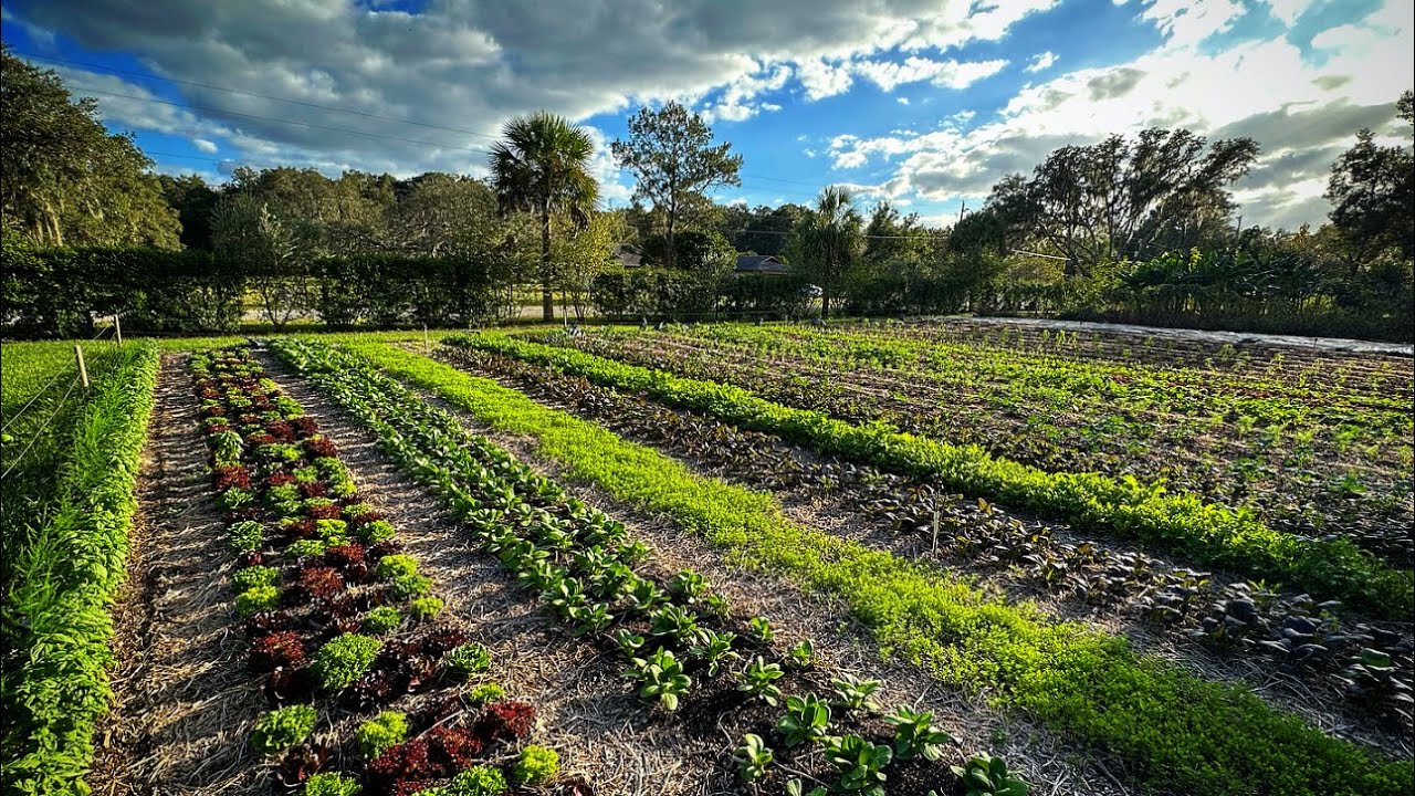 Florida Market Garden | Catching Up Slow & Steady