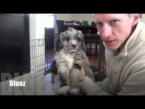 mini-aussiedoodle-puppies-at-7-weeks-old