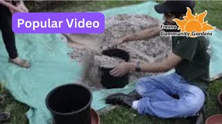 How to Transplant a Giant Sequioa / Coastal Redwood Tree Fresno Community Gardens