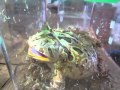 怒りすぎてまわりのカエルをドン引きさせるファンタジーツノガエル 　Screaming fantasy horned frog