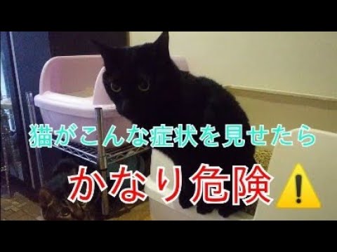 猫がこんな症状を見せたらかなり危険⚠️