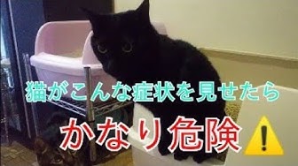 猫エイズ Youtube