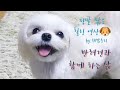 반려견일상) 부르니까 오? 귀 쫑긋, 매우 짧은 힐링 영상